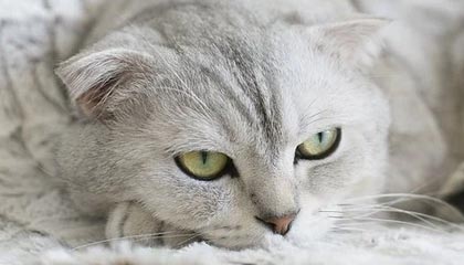 宁波男篮社媒分享祝福并配文：祝贺王凡懿升级奶爸